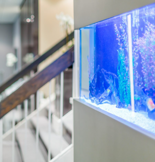 Aquarium modern dan canggih dengan tampilan wall-mounted